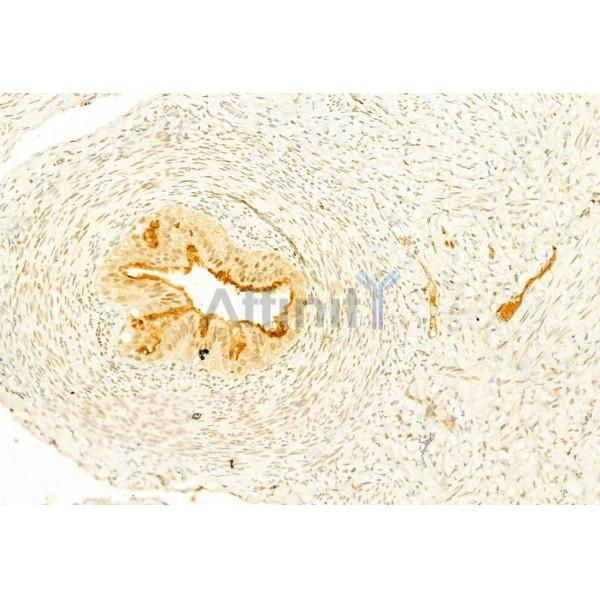 Валидация Affinity AF5309 - 2862