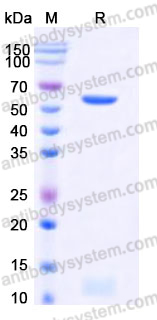 EHD87301, SDS-PAGE