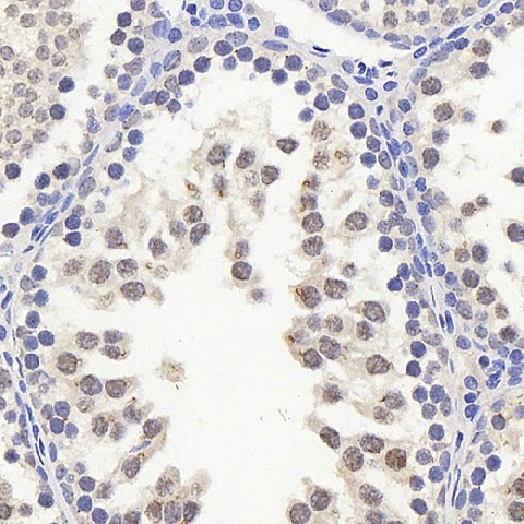 Валидация Elabscience E-AB-70254