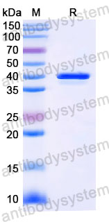 Валидация SDS-PAGE - AntibodySystem RVV25101