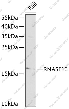 Вестерн-блоттинг, RNASE13, клетки Raji
