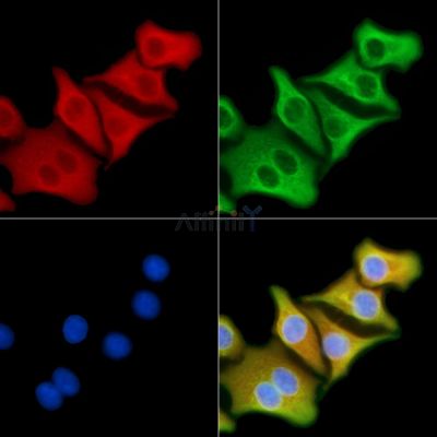 Валидация Affinity DF3072 - 13809