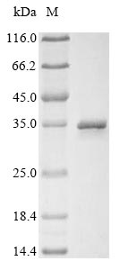 SDS-PAGE