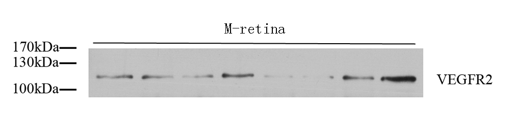 Валидация Elabscience E-AB-70080