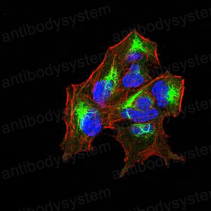 Валидация IF - AntibodySystem RHH06103