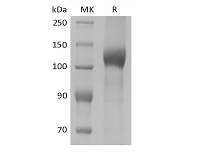 Валидация Elabscience PKSM041415(5290)