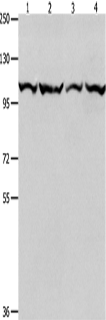 Валидация Elabscience E-AB-10453