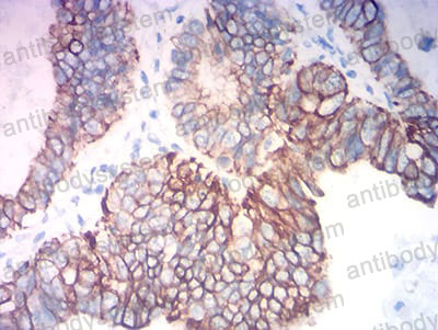 Валидация AntibodySystem RHC36009