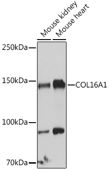 Валидация Elabscience E-AB-92131