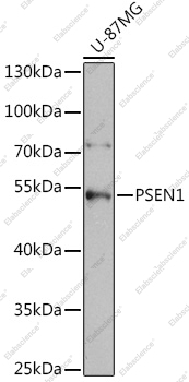 Вестерн-блоттинг, PSEN1, клетки U-87MG