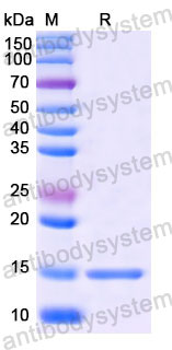 Валидация SDS-PAGE - AntibodySystem RHE10801