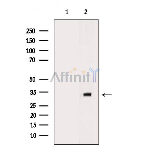 Валидация Affinity DF2364 - 12937