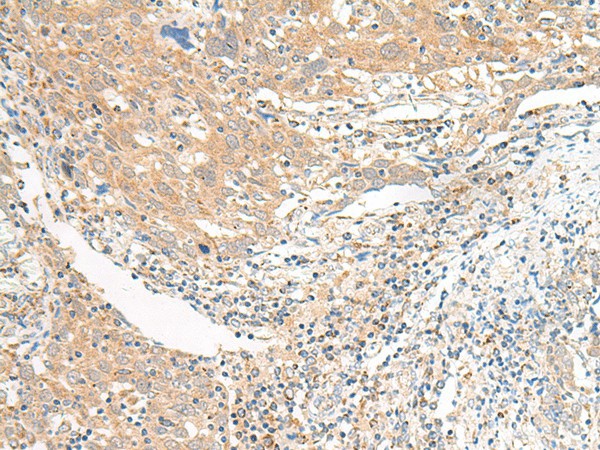 Валидация Elabscience E-AB-18007