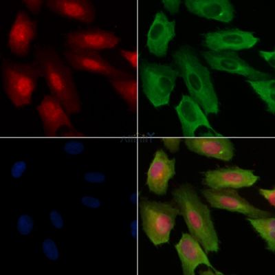 Валидация Affinity AF3946 - 2082