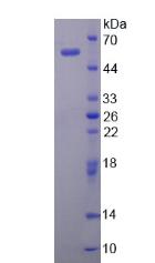45506