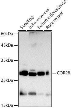 A21278, вестерн-блоттинг, ткани Arabidopsis thaliana (12404)