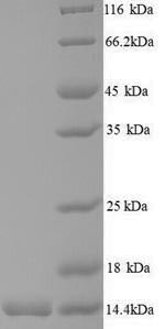 SDS-PAGE