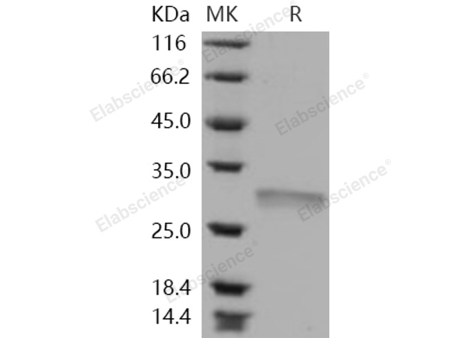 Валидация Elabscience PKSH030953(1774)