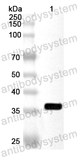 Валидация AntibodySystem PHA89501