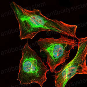 Валидация IF - AntibodySystem RMN92801