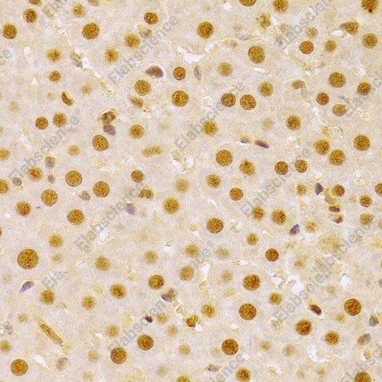 Иммуногистохимия, CDC25A, ткань печени крысы