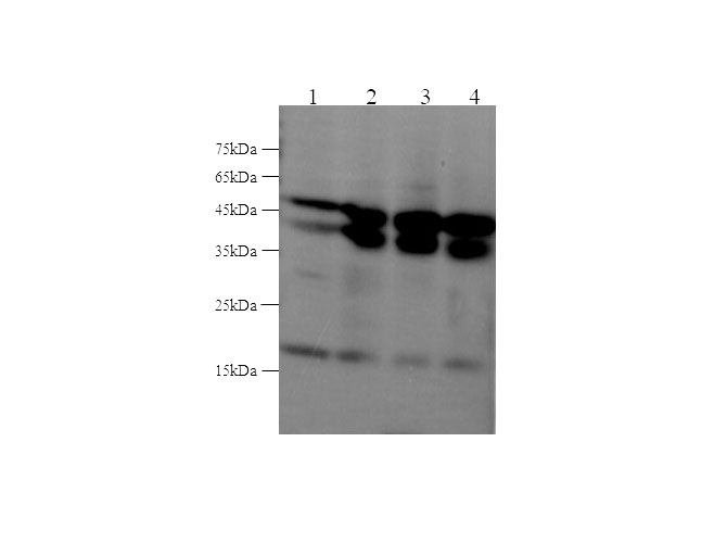 Вестерн-блоттинг, MAPK9, клеточные линии HeLa, NIH/3T3, PC-12, MCF-7