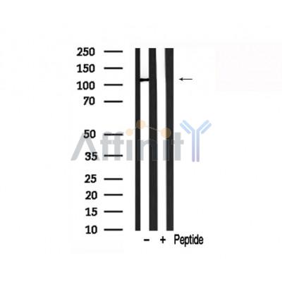 Валидация Affinity AF7779 - 4491