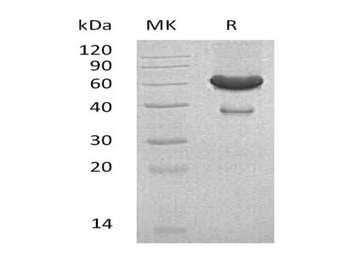 Валидация Elabscience PKSM041007(4941)