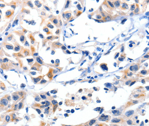 Валидация Elabscience E-AB-12408