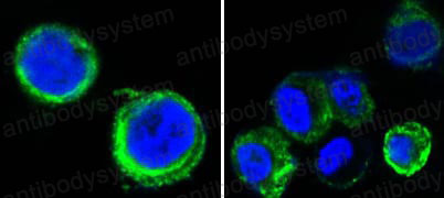 Валидация IF - AntibodySystem RHD89502