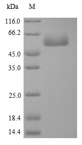 SDS-PAGE