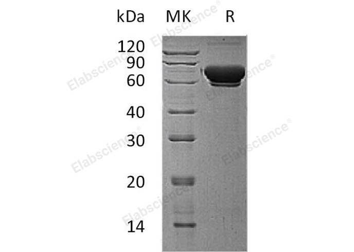 Валидация Elabscience PKSH032400(2881)