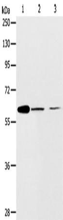 Валидация Elabscience E-AB-10695