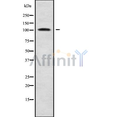 Валидация Affinity DF9259 - 21695