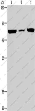 Вестерн-блоттинг, P3H3, клетки A549, ткань сердца мыши, клетки HeLa