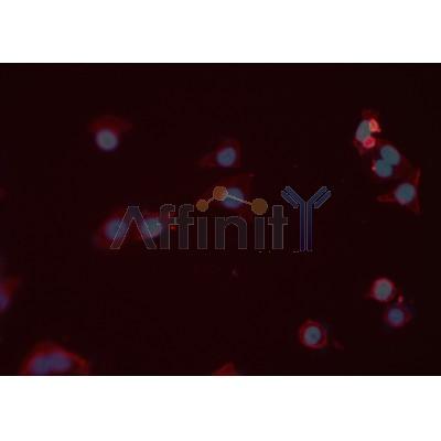 Валидация Affinity DF7284 - 18955