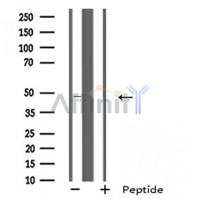 Валидация Affinity DF5151 - 17115