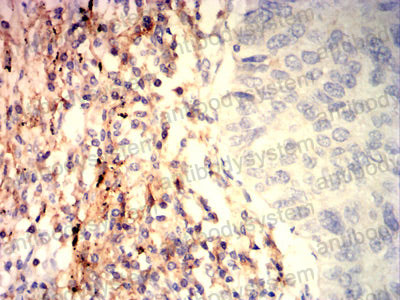 Валидация AntibodySystem RHJ85502