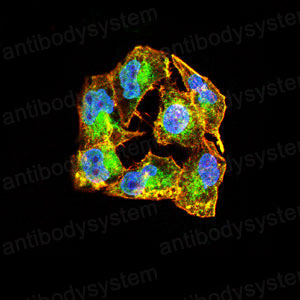 Валидация IF - AntibodySystem RHF04701