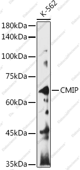 Вестерн-блоттинг, CMIP, клетки K-562
