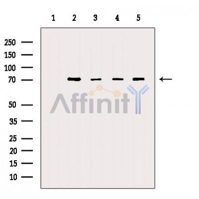 Валидация Affinity AF5266 - 2780