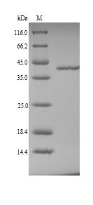 SDS-PAGE