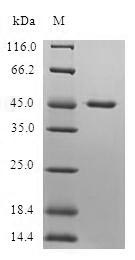 SDS-PAGE
