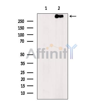 Валидация Affinity DF8681 - 20653