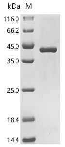 SDS-PAGE