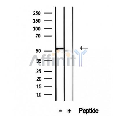 Валидация Affinity DF12241 - 6548
