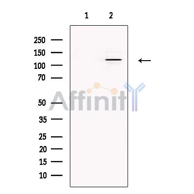Валидация Affinity DF13543 - 8971