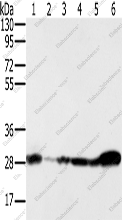 Вестерн-блоттинг, NDUFS3, клетки 293T, NIH/3T3, Raw264.7, HeLa и ткани мозга человека и мыши