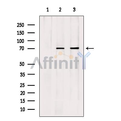 Валидация Affinity AF9039 - 4778