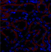 Иммунофлуоресценция, TGF β Receptor II, ткань почки мыши
